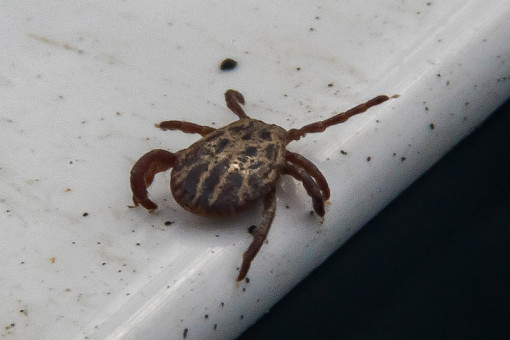 Названы районы с активными клещами в Новосибирской области