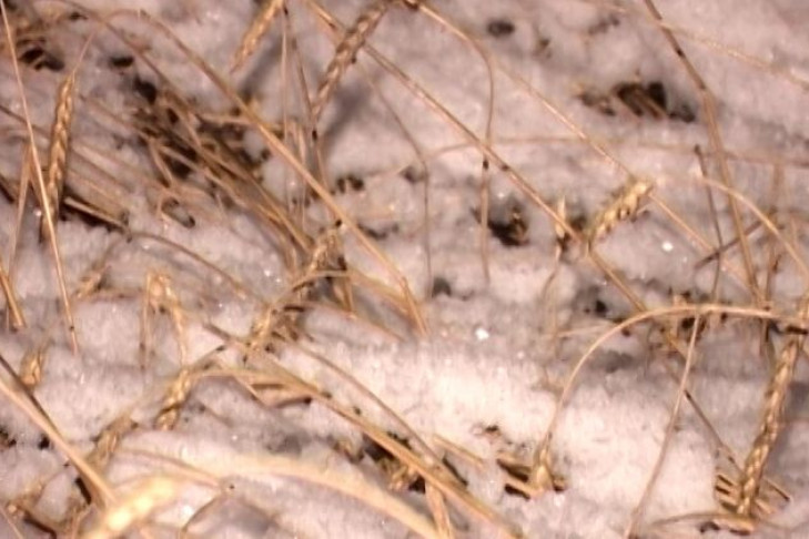 В грязи и снегу идет уборка урожая в Болотном