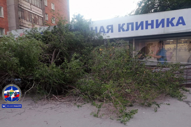 Огромный тополь забаррикадировал врачей и пациентов в Новосибирске 