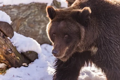Леха занят «массонабором»: обитателей Новосибирского зоопарка готовят к зиме