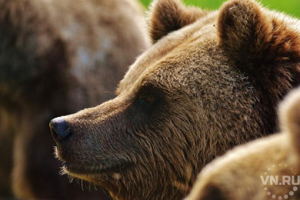 Время «развода» белых и бурых медведей установили ученые СО РАН