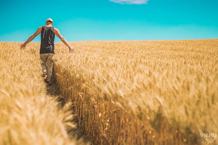 Геном пшеницы оказался в 5 раз больше человеческого