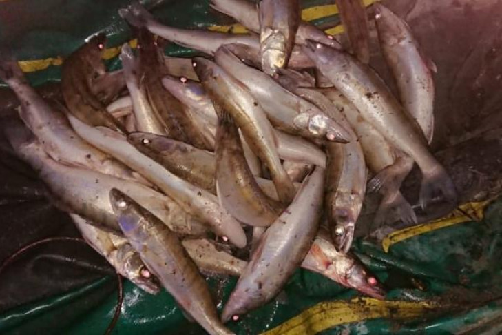 Рыбаков под Новосибирском осудят за ловлю лещей и ущерб природе