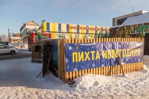 Первые елочные базары заработали в Новосибирске: названы цены