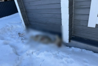 Собаки загоняют косуль в поселок под Новосибирском