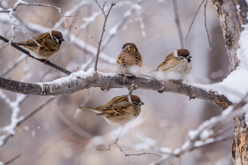 В Новосибирске началась масштабная перепись воробьев-2026