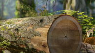 В Новосибирске спилят старые лиственницы