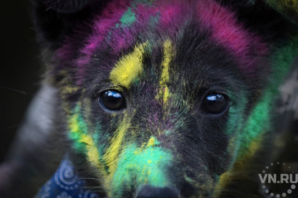 Бездомных собак раскрасили во все цвета радуги в Новосибирске