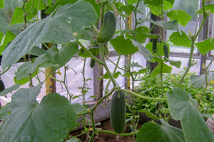 Неделя жары стартует в Новосибирске в день Фалалея Огуречника 2 июня