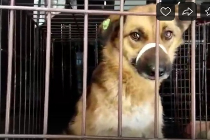 «Гуманнее усыплять, если не забирают с отлова»: бездомная собака угодила в капкан на Шлюзе