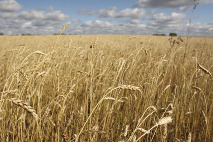 Новосибирскую пшеницу будут продавать крупнейшей зерновой компании КНР