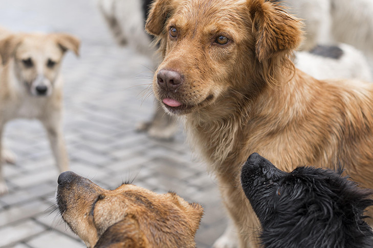 Авито расширяет возможности для пристройства бездомных животных