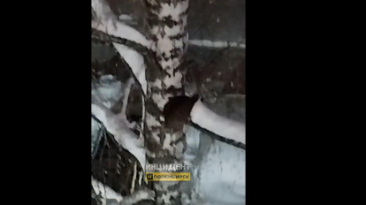 Собаки загнали кошку на дерево в Новосибирске