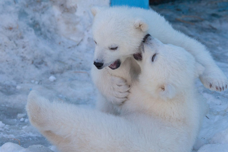 Медведей Норди и Шайну посадили на карантин в зоопарке Новосибирска