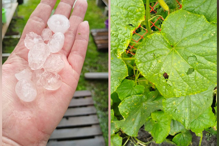 Город-спутник Новосибирска накрыл вишневый град