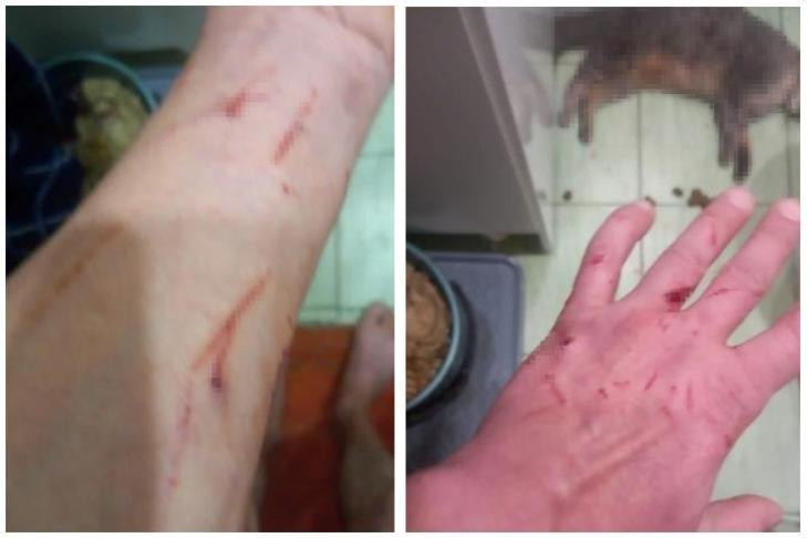 Новосибирец помогал бывшей жене с ремонтом и убил ее кошку
