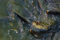 В Линево запускают производство кормов для аквакультуры