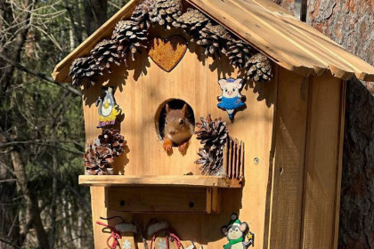 Доступное жилье: белка поселилась в лучшем скворечнике Новосибирского зоопарка