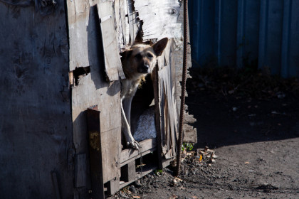 Сибиряк заморил голодом 44 собаки и попал в психушку