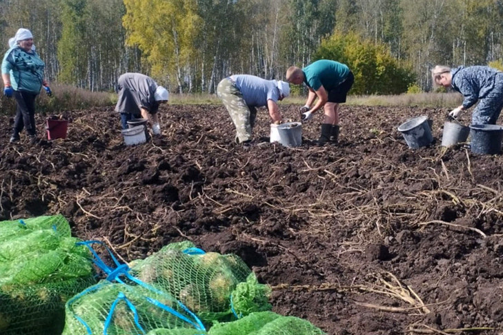 Более 300 мешков картошки накопали для участников СВО в Новосибирской области