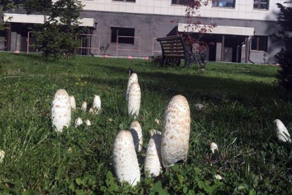 Необычные грибы появились около НГУ в Новосибирске 