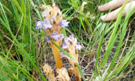 Угроза для огорода: редкий цветок-паразит нашли в Новосибирской области