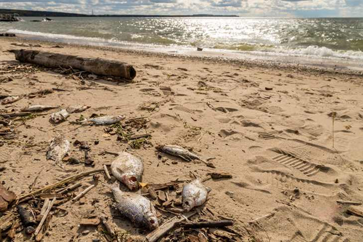 «И никому нет дела»: почему в Обском море исчезла рыба
