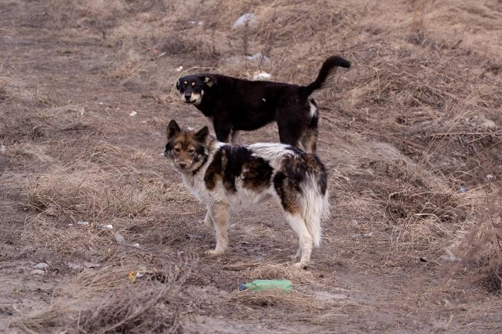 Подросток получил 50 тысяч рублей после нападения бездомной собаки в Искитиме