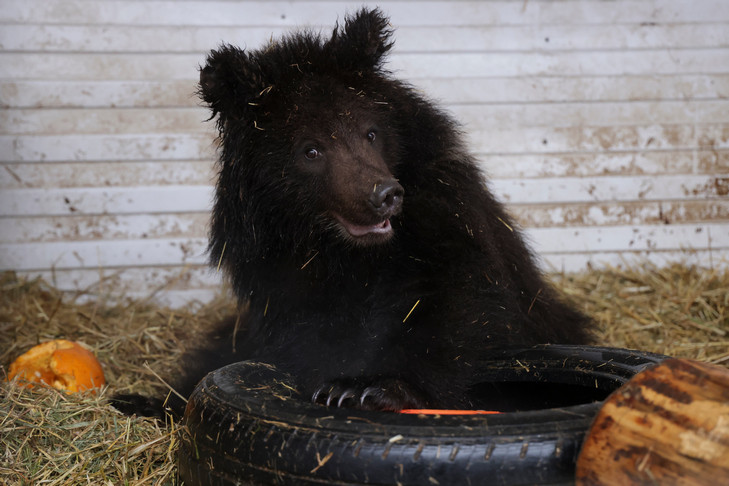 Спасенных под Новосибирском медвежат-сирот Мишу и Мишель отправляют в Санкт-Петербург