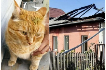 Двух котов и ребенка спасли на пожаре в Новосибирске