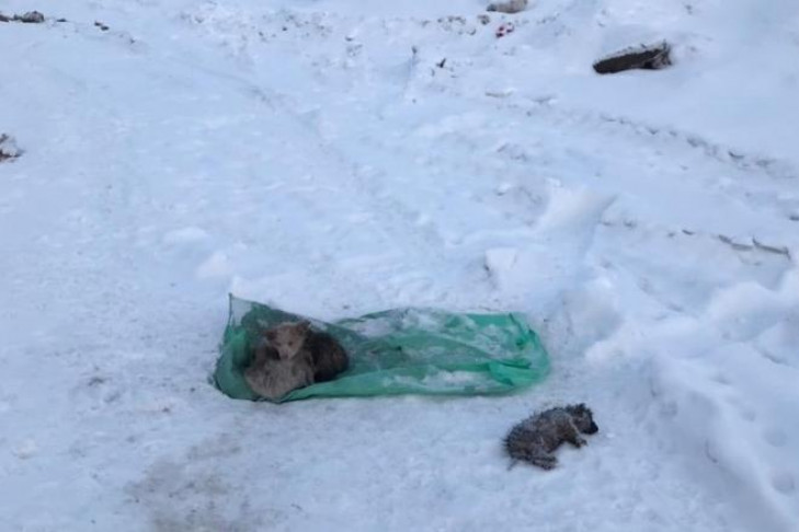 «Прижались друг к другу, один замерз заживо»: под Кольцово в пакете нашли выброшенных щенков