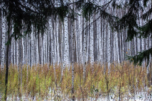 Березы заплакали на неделю раньше в Новосибирской области — биолог Яновский
