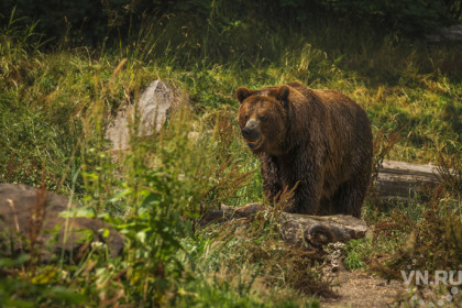 Медведь угрожает жителям села в Искитимском районе