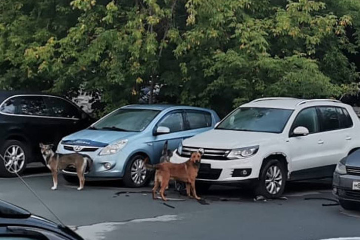 Собаки отрывают номерные знаки у автомобилей в Дзержинском районе Новосибирска