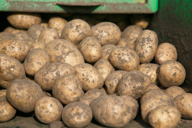 Копку картофеля досрочно завершили первые жители Новосибирской области