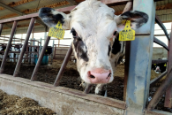 Беларусь запретила ввоз КРС, свиней и мяса из Новосибирской области