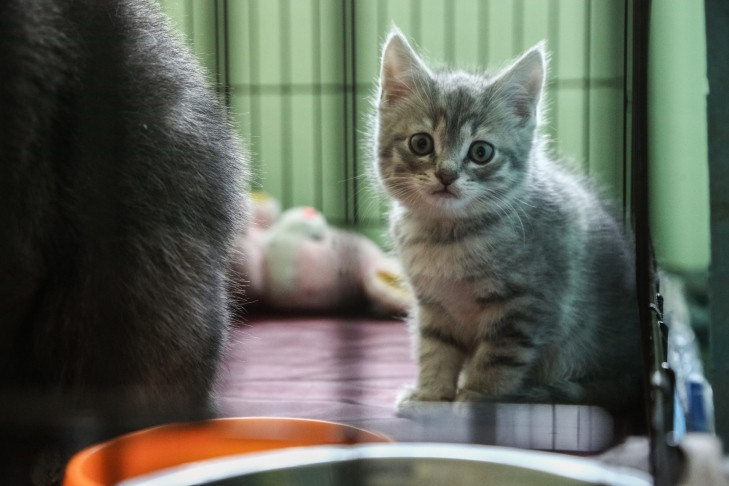 Плохого отца нашли в разделе «Продажа животных» в Новосибирске