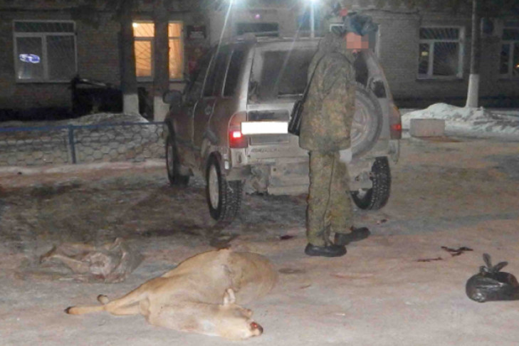 Зайца и косулю истребили трое браконьеров в Мошковском районе