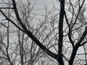 На этой неделе в Здвинске ожидаются температурные качели