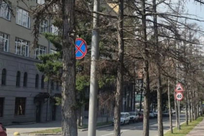 Лиственницы в центре Новосибирска не выдержали дорожных реагентов