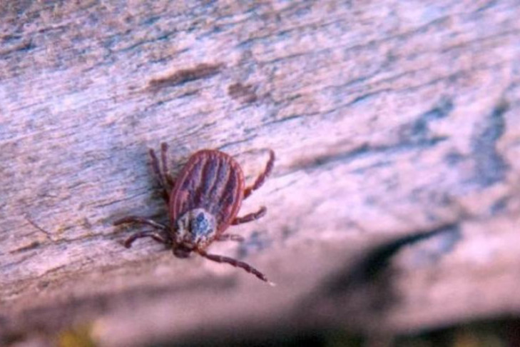 Шестьдесят девять человек заболели энцефалитом в Новосибирской области