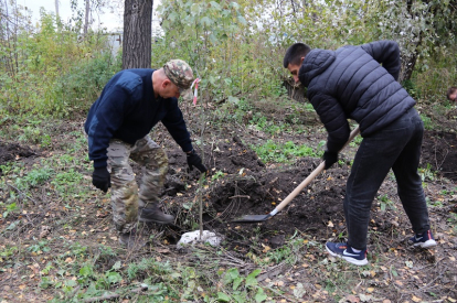 Тополиная аллея высажена в селе под Новосибирском