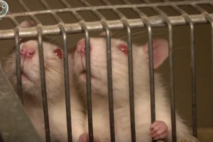 Крысам-гипертоникам ученые измеряют давление по хвостам