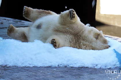 Спящие на снегу медведи обеспокоили новосибирцев 