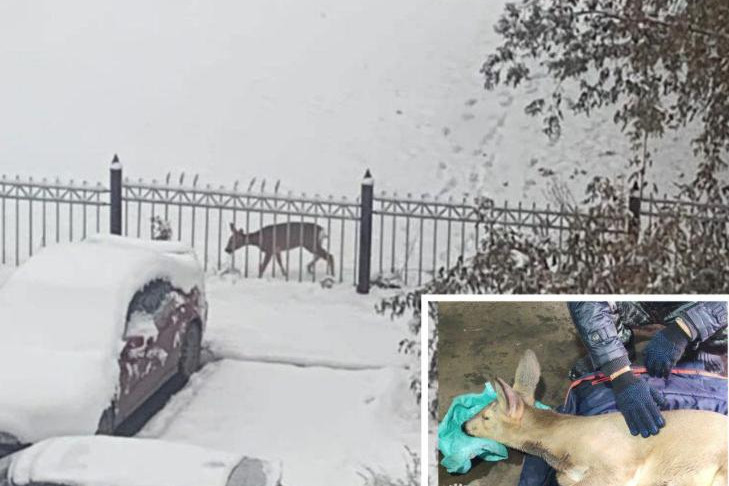 Косуля застряла в заборе в Первомайском районе Новосибирска