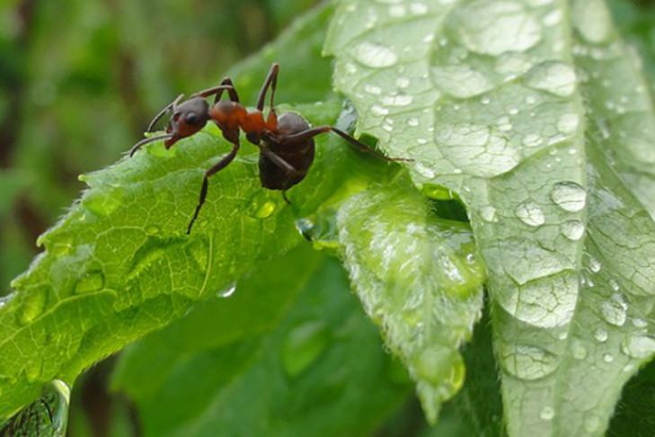 Личность в каждом рыжем муравье разглядели ученые СО РАН 