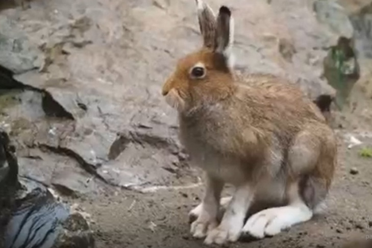 16 зайцев-беляков переехали из Новосибирского зоопарка в Ордынский район