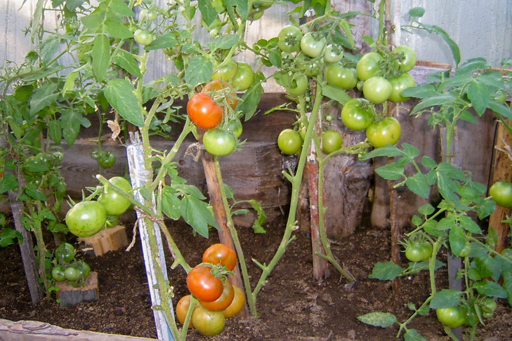 Как пасынковать помидоры в июле и собрать урожай в августе-2022 – агроном Мармулев
