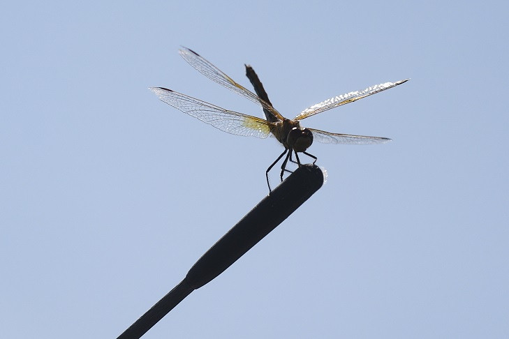 Нашествие стрекоз началось в Новосибирской области с августа-2025