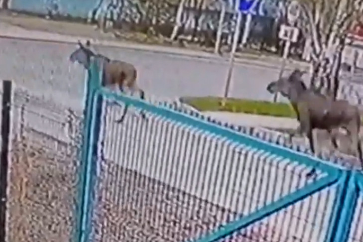 Три лося пробежались по Бердску и сломали забор